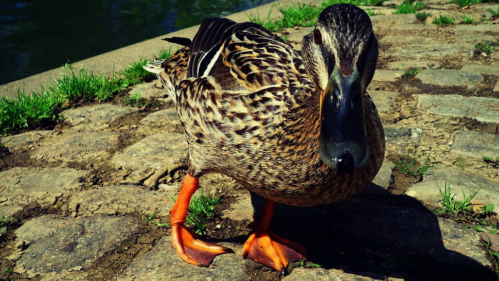 brown and black duck photo HD wallpaper